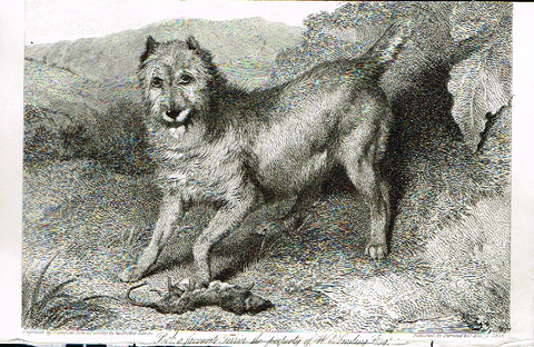 Landseer's Dogs - "BOB, A FAVORITE TERRIER" - Copper Engraving - 1825