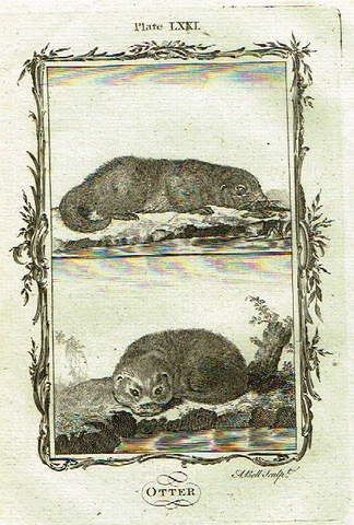 Buffon's - "OTTER" - Copper Engraving - Plate LXXI - 1791