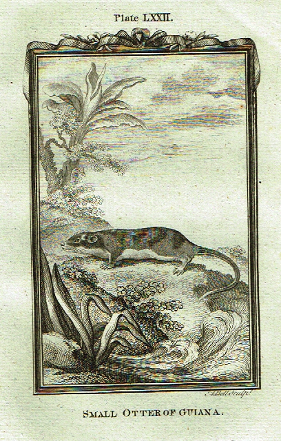 Buffon's - "SMALL OTTER of GUIANA" - Copper Engraving - Plate LXXII - 1791