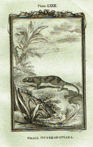 Buffon's - "SMALL OTTER of GUIANA" - Copper Engraving - Plate LXXII - 1791