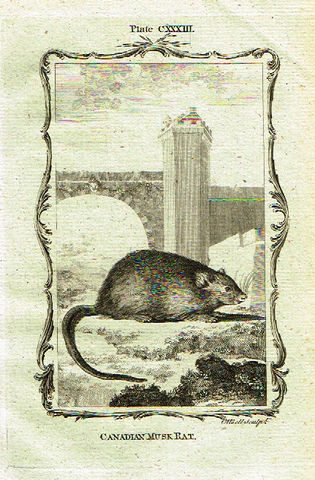 Buffon's - "CANADIAN MUSK RAT" - Copper Engraving - Plate CXXXIII - 1791