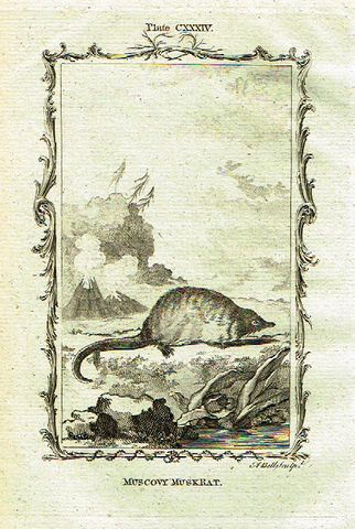Buffon's - "MOSCOVY MUSK RAT" - Copper Engraving - Plate CXXXIV - 1791