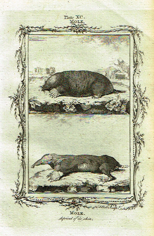 Buffon's - "MOLE" - Copper Engraving - Plate XC - 1791