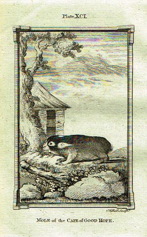 Buffon's - "MOLE of the CAPE of GOOD HOPE" - Copper Engraving - Plate XC - 1791