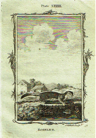 Buffon's - "GRISON" - Copper Engraving - Plate LXXXI - 1791