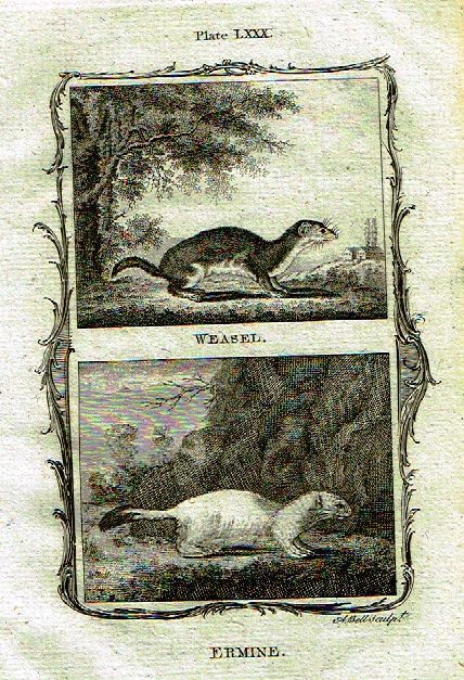 Buffon's - "WEASEL & ERMINE" - Copper Engraving - Plate LXXX - 1791