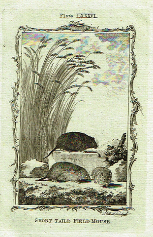 Buffon's - "SHORT TAILED FIELD MOUSE" - Copper Engraving - Plate LXXXVI - 1791