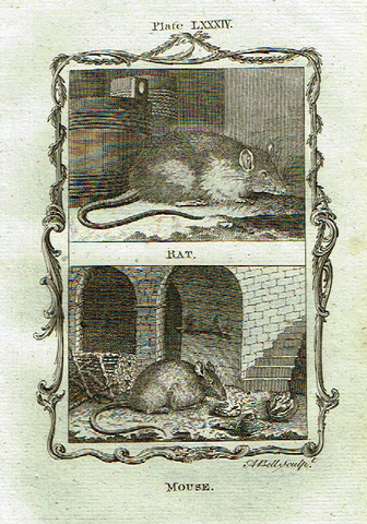 Buffon's - "RAT & MOUSE" - Copper Engraving - Plate LXXXIV - 1791