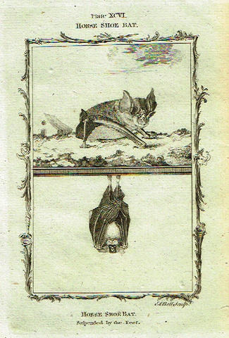 Buffon's - "HORSE SHOE BAT" - Copper Engraving - Plate LCVI - 1791