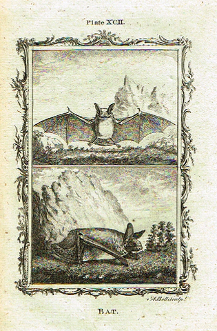 Buffon's - "BAT" - Copper Engraving - Plate XCII - 1791