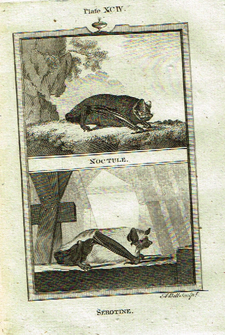 Buffon's - "NOCTULE & SEROTINE" - Copper Engraving - Plate XCIV - 1791