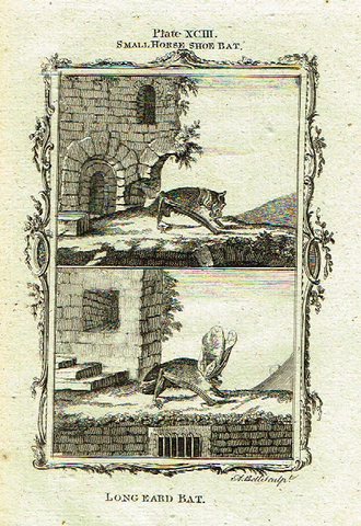 Buffon's - "SMALL HORSESHOE & LONG EARED BATS" - Copper Engraving - Plate XCIII - 1791