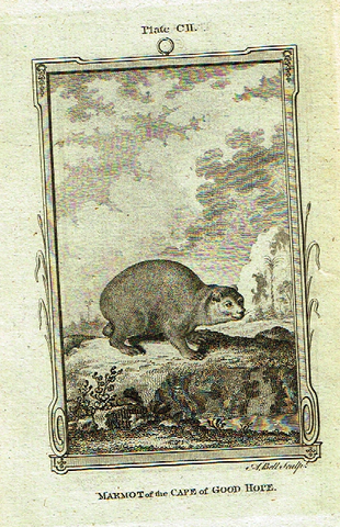 Buffon's - "MARMOT of the CAPE of GOOD HOPE" - Copper Engraving - Plate CII - 1791