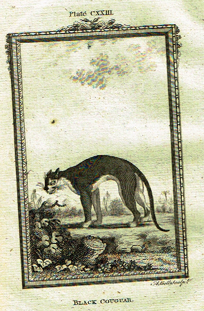 Buffon's - "BLACK COUGAR" - Copper Engraving - Plate CXXIII - 1791