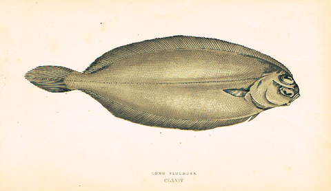 Couch's Fish - "LONG FLOUNDER" - Plate CLXXIV - Hand Col'd Litho - 1862