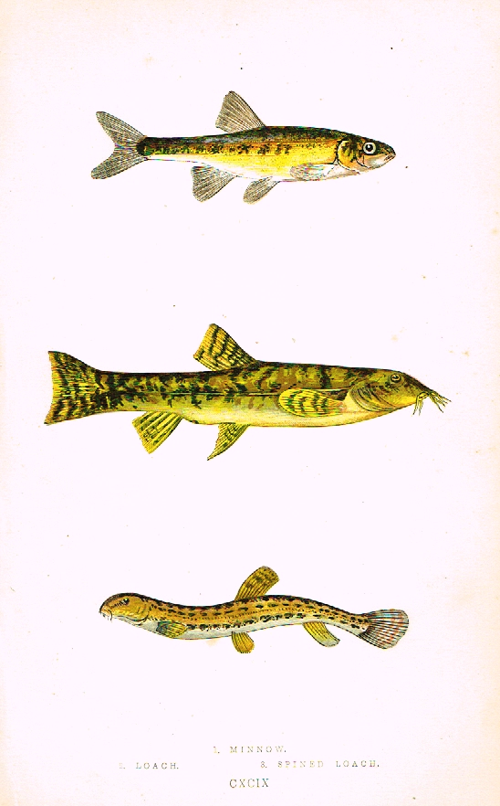 Couch's Fish - "MINNOW & LOACH" - Plate CXCIX - Hand Col'd Litho - 1862