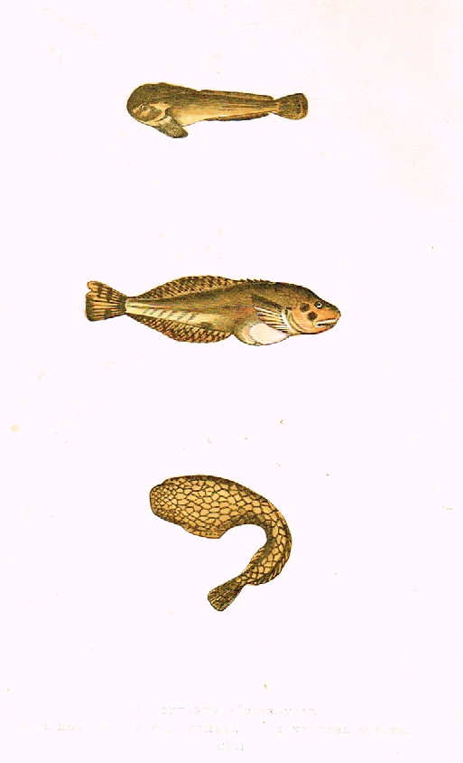 Couch's Fish - "MONTAGU'S SUCKER" - Plate CVII - Hand Col'd Litho - 1862