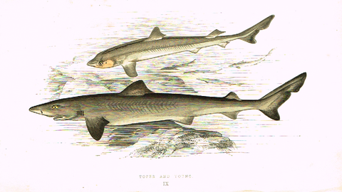 Couch's Fish - "TOPER  & YOUNG" - Plate IX - H-Col'd Litho - 1862