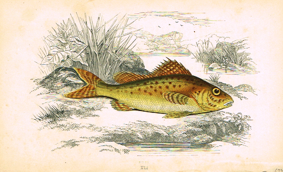 Couch's Fish - "RUFF" - Plate XLI - H-Col'd Litho - 1862