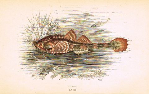Couch's Fish - "POGGE" - Plate LXXII - H-Col'd Litho - 1862