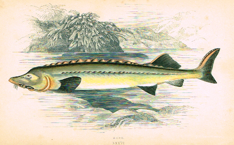 Couch's Fish - "HUSO" - Plate XXXVI - H-Col'd Litho - 1862