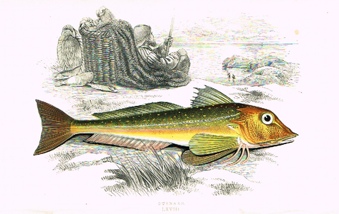 Couch's Fish - "GURNARD" - Plate LXVIII - H-Col'd Litho - 1862