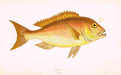 Couch's Fish - "DENTEX" - Plate XLV - H-Col'd Litho - 1862