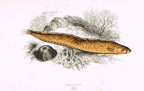 Couch's Fish - "BUTTERFISH" - Plate CXV - H-Col'd Litho - 1862