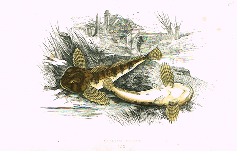 Couch's Fish - "MULLER'S THUMB" - Plate LIX - H-Col'd Litho - 1862