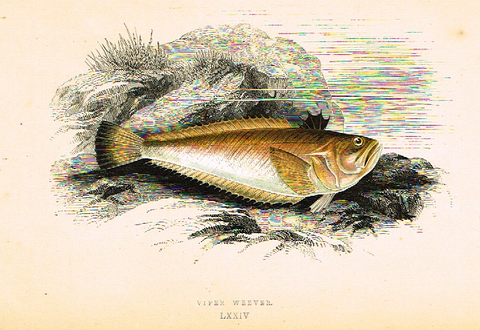 Couch's Fish - "VIPER WEEVER" - Plate LXXIV - H-Col'd Litho - 1862