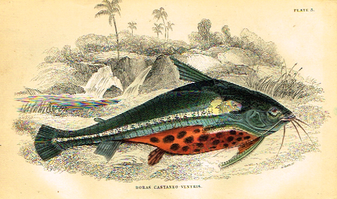 Jardine's Fish - "DORAS CASTANEO VENTRIS" - Plate 3 - Hand Col'd Eng. - 1834