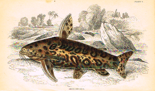 Jardine's Fish - "ARIUS ONCINUS" - Plate 4 - Hand Col'd Eng. - 1834