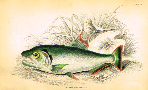 Jardine's Fish - "HYDROCYON ARMATUS" - Plate 25 - Hand Col'd Eng. - 1834