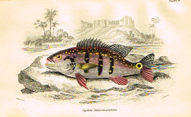 Jardine's Fish - "CYCHLA CLAVO-MACULATA" - Plate 6 - Hand Col'd Eng. - 1834