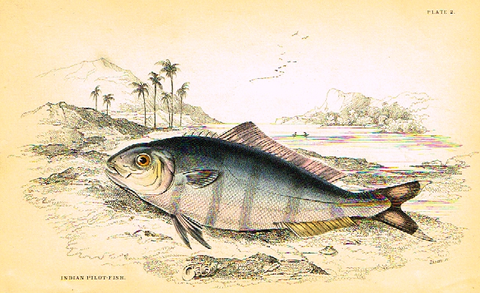 Jardine's Fish - "INDIAN PILOT FISH" - Plate 2 - Hand Col'd Eng. - 1834
