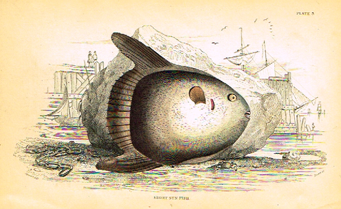 Jardine's Fish - "SHORT SUN FISH" - Plate 3 - Hand Col'd Eng. - 1834