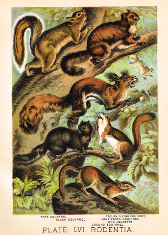 Johnson's Animal Kingdom - "SQUIRREL" - Chromo - 1880