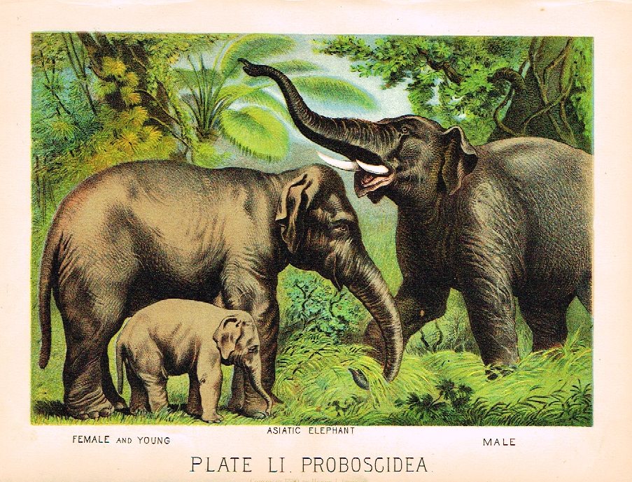 Johnson's Animal Kingdom - "ASIATIC ELEPHANT" - Chromo - 1880