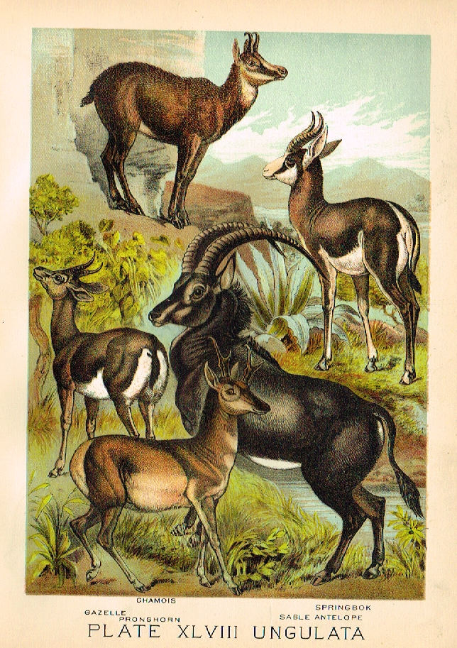 Johnson's Animal Kingdom - "GAZELLE - Chromo - 1880