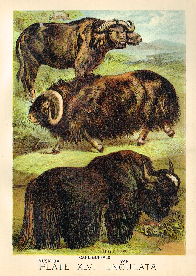 Johnson's Animal Kingdom - "MUSK OX" - Chromo - 1880