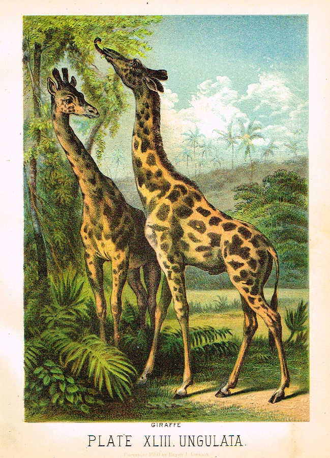 Johnson's Animal Kingdom - "GIRAFFE" - Chromo - 1880