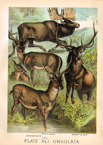 Johnson's Animal Kingdom - "MOOSE" - Chromo - 1880