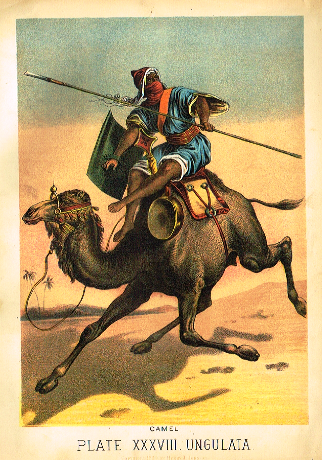 Johnson's Animal Kingdom - "CAMEL" - Chromo - 1880