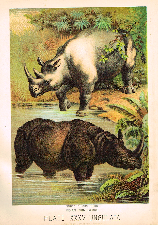 Johnson's Animal Kingdom - "RHINOCEROS" - Chromo - 1880