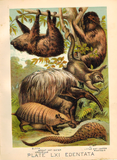 Johnson's Animal Kingdom - "ARMADILLO" - Chromo - 1880