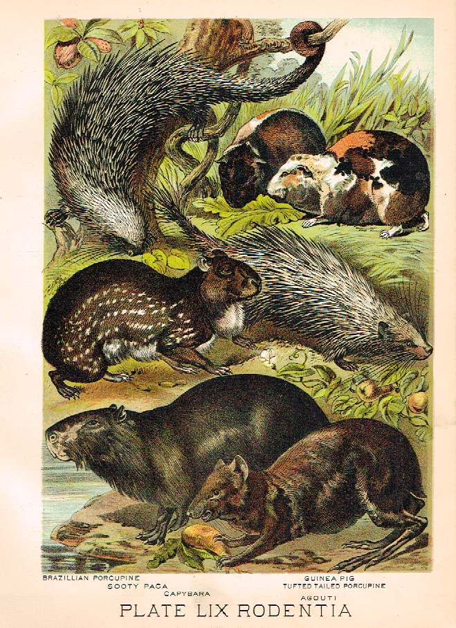 johnson's Animal Kingdom - "GUINEA PIG" - Chromo - 1880