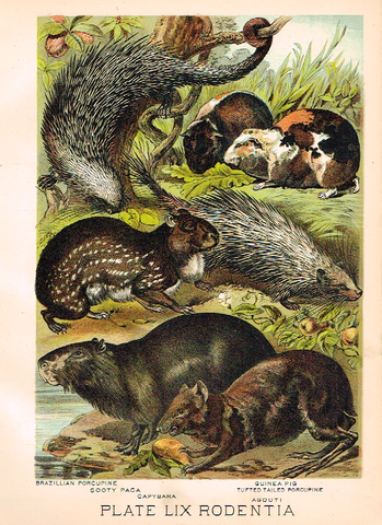 johnson's Animal Kingdom - "GUINEA PIG" - Chromo - 1880