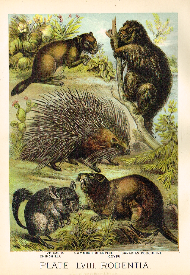 Johnson's Animal Kingdom - "CHINCHILLA" - Chromo - 1880