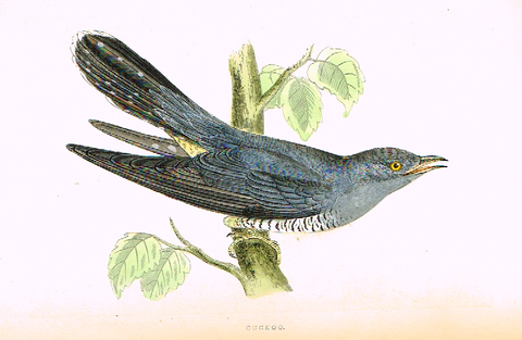 Morris's Birds - "CUCKOO" - Hand Colored Wood Engraving - 1895