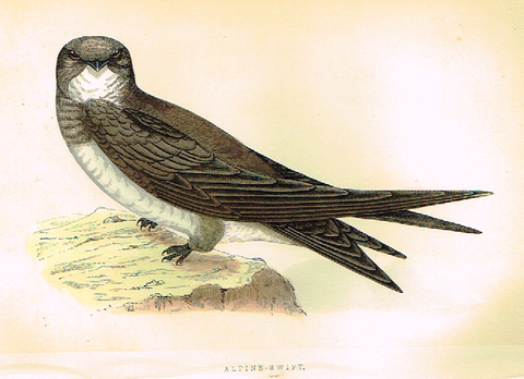 Morris's Birds - "ALPINE SWIFT" - Hand Colored Wood Engraving - 1895